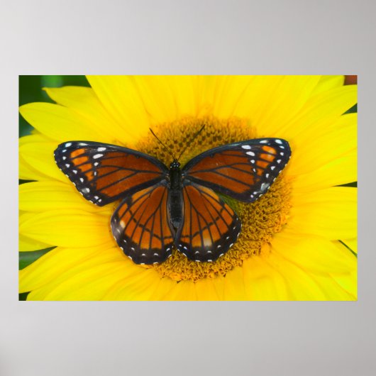 Een Viceroyvlinder | Limenitis Archippus Poster (Voorkant)