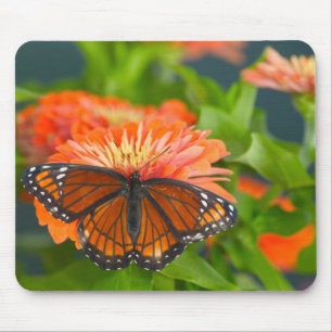 Een Viceroyvlinder op oranje Zinnia's Muismat