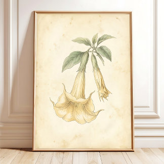 een Vintage Engelentrompet Botanische Print