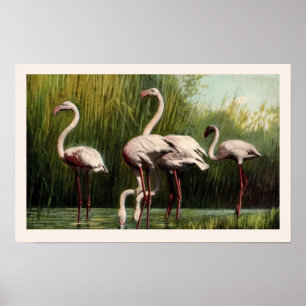 Een vintage roze flamingo print