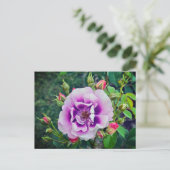 Een violet roos briefkaart (Staand voorkant)