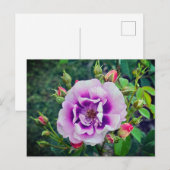 Een violet roos briefkaart (Voorkant / Achterkant)