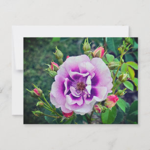 Een violet roos briefkaart