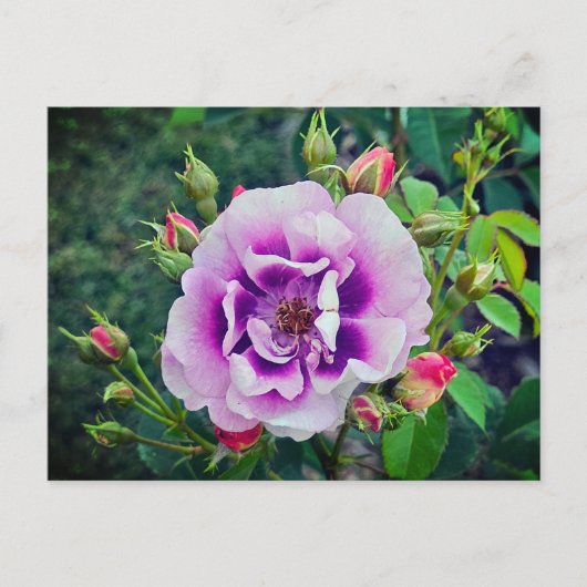 Een violet roos briefkaart (Voorkant)