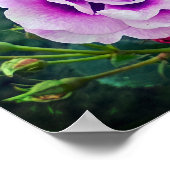 Een violet roos poster (Hoek)