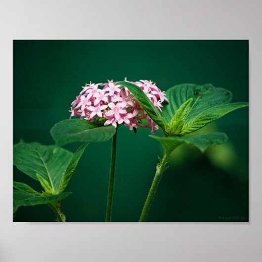 Een vleugje roze in de groene print (Voorkant)