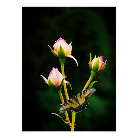 Een vlinder en rozen perfect poster (Voorkant)