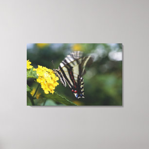 een vlinder, in de familie van Swallowtails of Canvas Afdruk