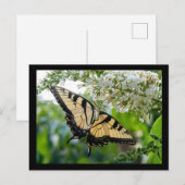 Een vlinder met gele en zwarte vleugels briefkaart (Voorkant / Achterkant)