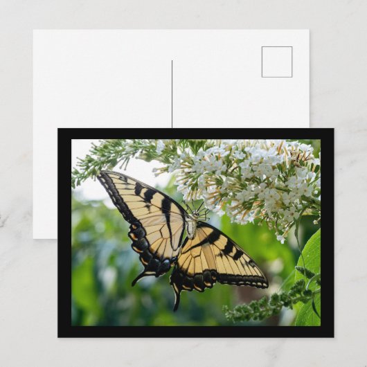 Een vlinder met gele en zwarte vleugels briefkaart (Voorkant / Achterkant)