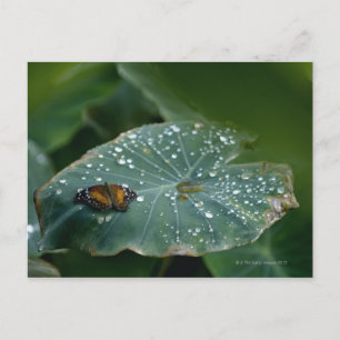 Een vlinder op een blad met waterdruppels briefkaart