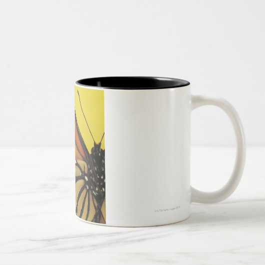 Een vlinder tweekleurige koffiemok (Rechts)