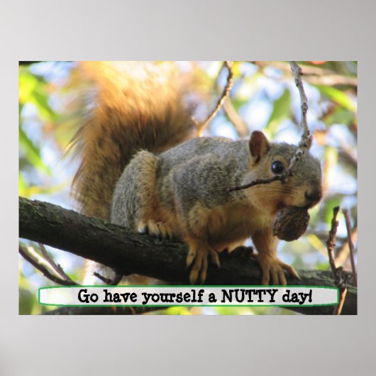 Een voedingsdag hebben, een Cute Squirrel Humor Po Poster (Voorkant)