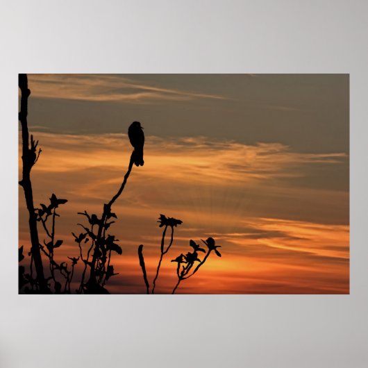een vogel in de boom bij zonsondergang poster (Voorkant)