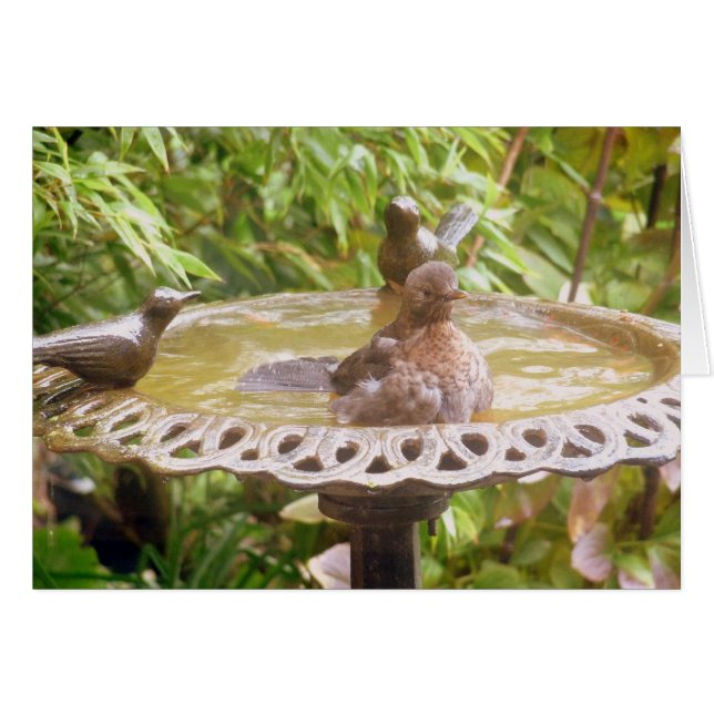 Een vogel in het bad (Voorkant Horizontaal)