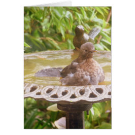 Een vogel in het bad