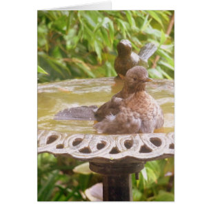 Een vogel in het bad