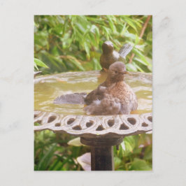 Een vogel in het bad briefkaart