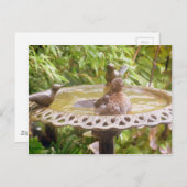 Een vogel in het bad briefkaart (Voorkant / Achterkant)