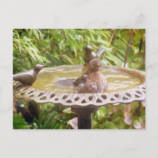 Een vogel in het bad briefkaart (Voorkant)