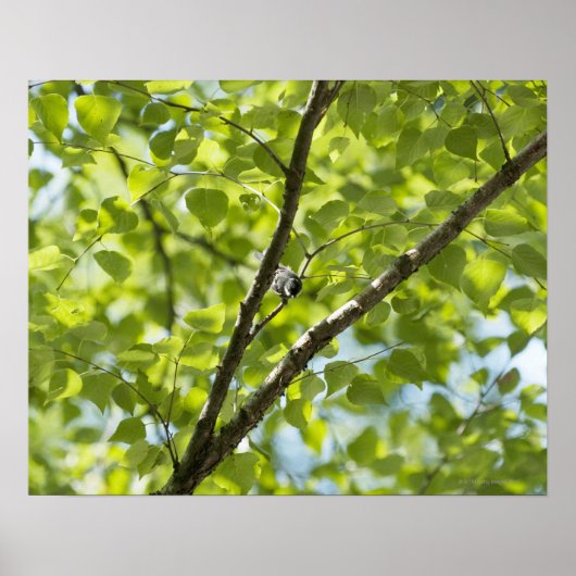 Een vogel op Japanse witte berk. Poster (Voorkant)