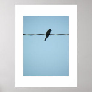 Een vogel/Poster Poster