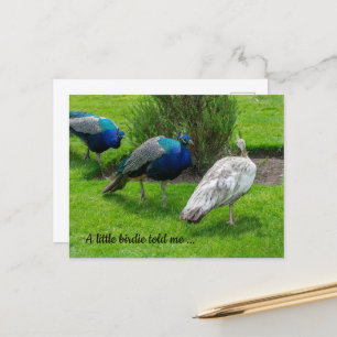 "Een vogeltje vertelde me ..." Pauwans Postkaart