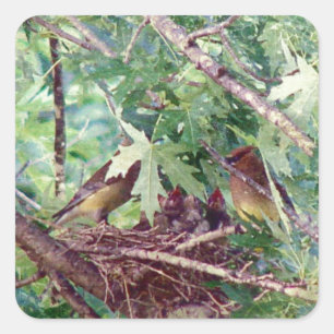 Een volledige nest, ouders en Baby vogels Vierkante Sticker