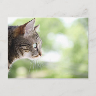 Een volwassen kat die uit een raam staart briefkaart