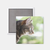 Een volwassen kat die uit een raam staart magneet (Voorkant / Achterkant)