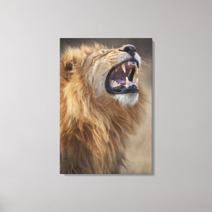 Een volwassen mannelijke leeuw (Panthera leo) in d Canvas Afdruk
