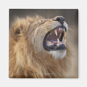 Een volwassen mannelijke leeuw (Panthera leo) in d Magneet