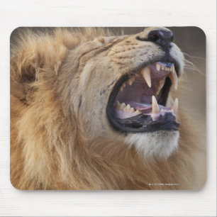 Een volwassen mannelijke leeuw (Panthera leo) in d Muismat