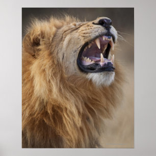 Een volwassen mannelijke leeuw (Panthera leo) in d Poster