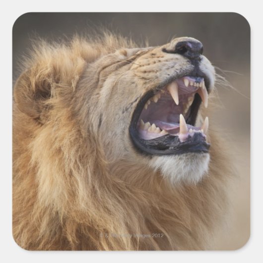 Een volwassen mannelijke leeuw (Panthera leo) in d Vierkante Sticker (Voorkant)