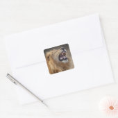 Een volwassen mannelijke leeuw (Panthera leo) in d Vierkante Sticker (Envelop)