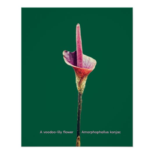 Een voodoo-lelie bloem perfect poster (Voorkant)