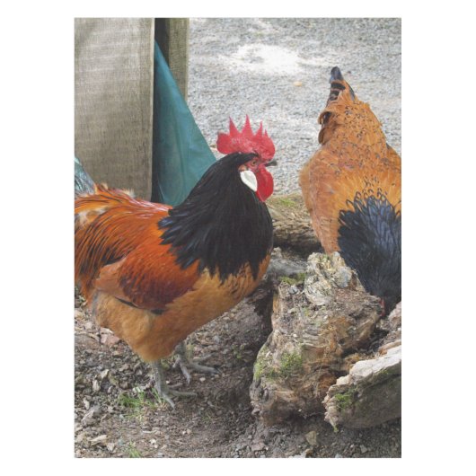 Een Vorwerks Chicken pair, Rooster en Hen Eating Tafelkleed (Voorkant)