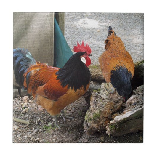 Een Vorwerks Chicken pair, Rooster en Hen Eating Tegeltje (Voorkant)