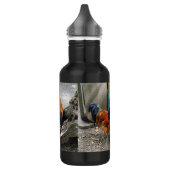 Een Vorwerks Chicken pair, Rooster en Hen Eating Waterfles (Links)