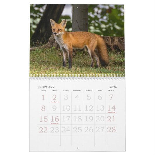 Een vos genaamd Dot. Kalender (Feb 2026)