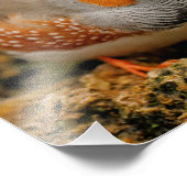 Een vriendschappelijke mannenvink foto afdruk (Hoek)