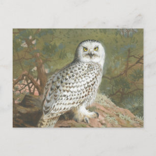 Een Vrouw Snowy Owl door Archibald Thorburn Briefkaart