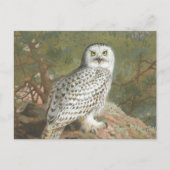 Een Vrouw Snowy Owl door Archibald Thorburn Briefkaart (Voorkant)