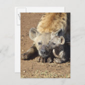 Een vrouw Spotted Hyena en haar krab, Kruger Briefkaart (Voorkant / Achterkant)