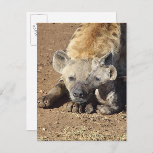 Een vrouw Spotted Hyena en haar krab, Kruger Briefkaart (Voorkant / Achterkant)