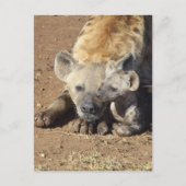 Een vrouw Spotted Hyena en haar krab, Kruger Briefkaart (Voorkant)