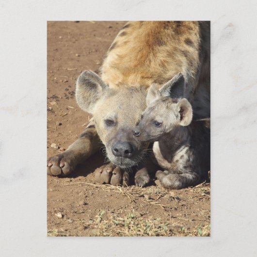 Een vrouw Spotted Hyena en haar krab, Kruger Briefkaart (Voorkant)