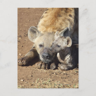Een vrouw Spotted Hyena en haar krab, Kruger Briefkaart