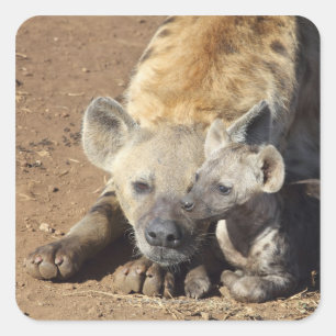 Een vrouw Spotted Hyena en haar krab, Kruger Vierkante Sticker